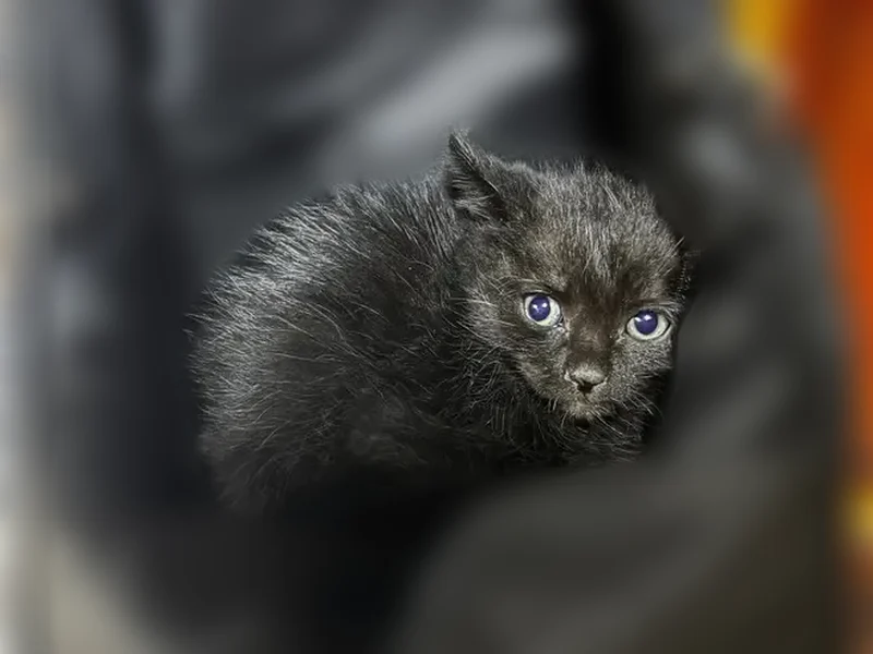 Найдена кошка, улица Пржевальского, 3, Улан-Удэ — чёрная, игривая - photo