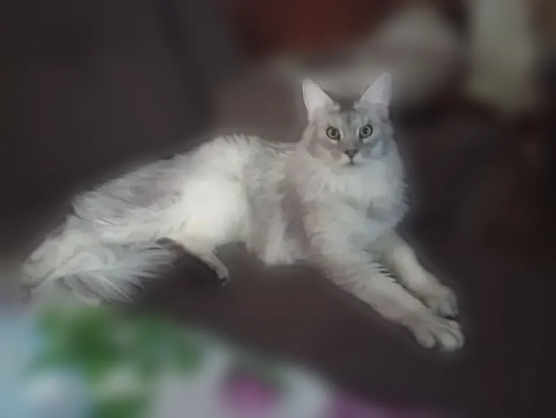 Пропала кошка, Йошкар-Ола, Марий Эл — желто-зелёные глаза, ошейник с номером - photo