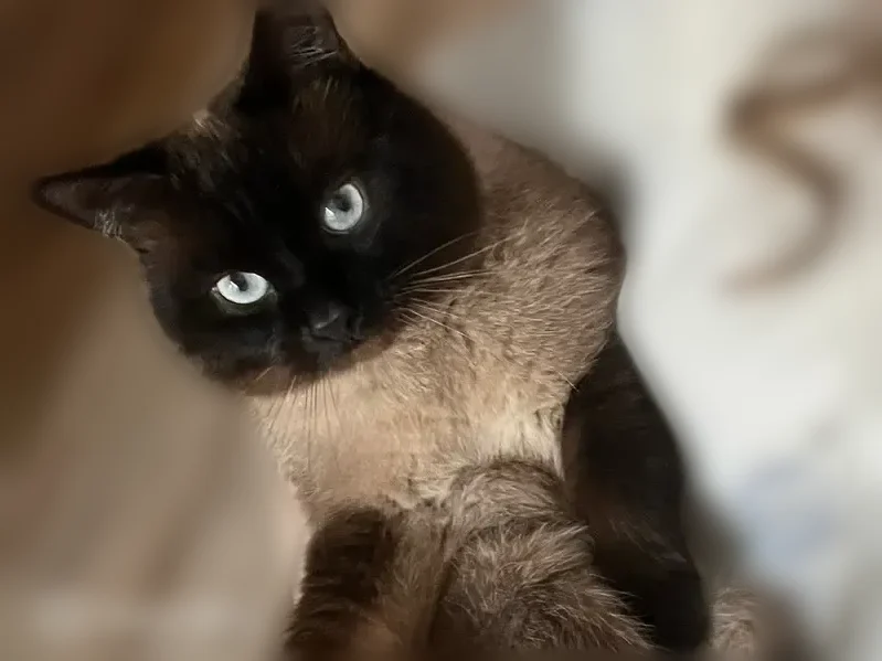 Пропала кошка, Гражданская улица, 7, Пенза — пугливая, похожа на сиамскую - photo