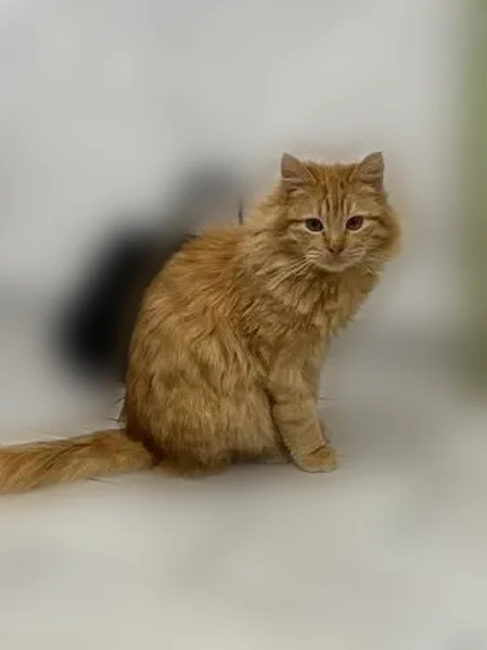 Пропала кошка, Школьный переулок, 24, Будённовск — зовут Тигра, рыжая, пухленькая - photo