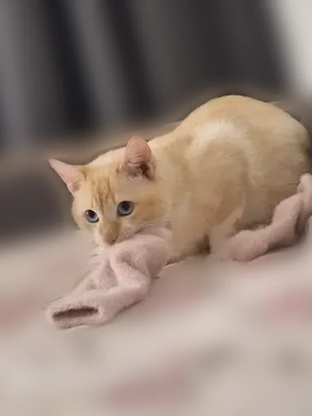Пропала кошка, проезд Дружбы, 8, Ухта — бело-рыжий котик с очень коротким хвостиком - photo