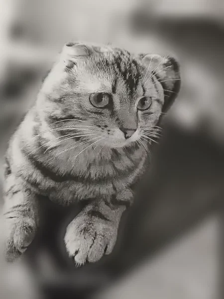 Пропала кошка, 12км Игнатьевского шоссе, Благовещенск — коричнево-рыжая с чёрными полосками, пугливая - photo