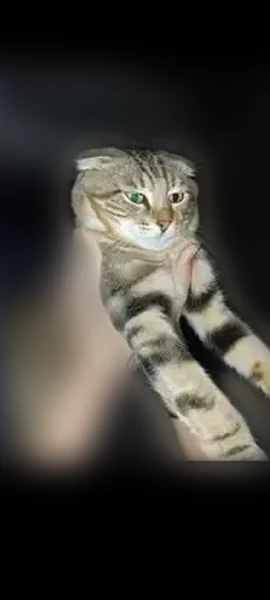 Пропала кошка, улица Ленина, 37, Каспийск — котик откликается на кличку Тигр - photo