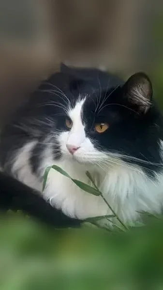 Пропала кошка, Солнечная улица, 1, Кабардинка — пушистая, с жёлтыми глазами - photo