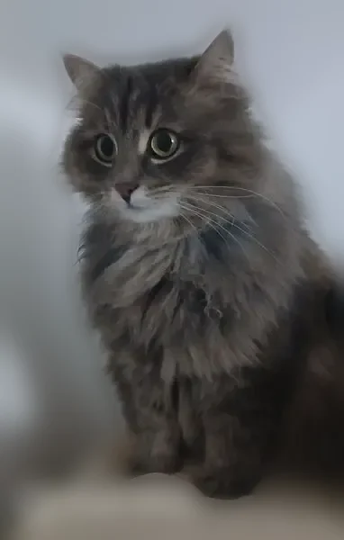 Пропала кошка, Ялтинская улица, 6Б, Супсех — серая, пушистая, пугливая - photo