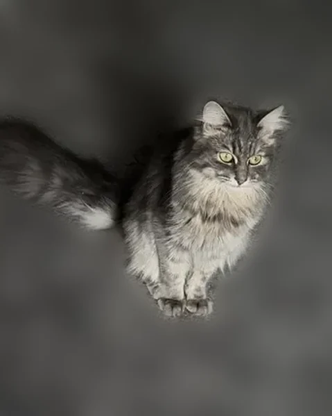 Пропала кошка, улица Паршина, 31 к1, Москва — сибирская, серо-белая, зелёные глаза - photo