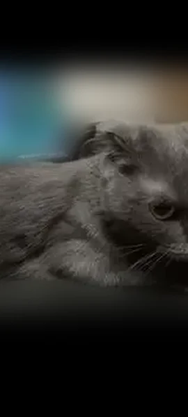 Пропала кошка, улица Пархоменко, 152, Нижний Тагил — серая, любит нюхать рот - photo