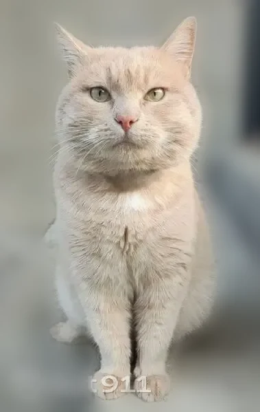Пропала кошка, район КБГУ, Нальчик — светло-рыжая, глаза жёлто-зелёные - photo