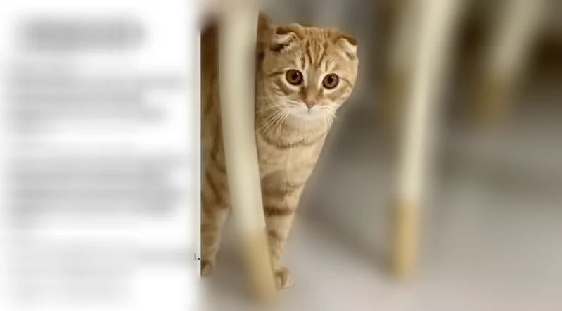 Пропала кошка, Липецкий проезд, 7, Ставрополь — рыжий вислоухий британец - photo