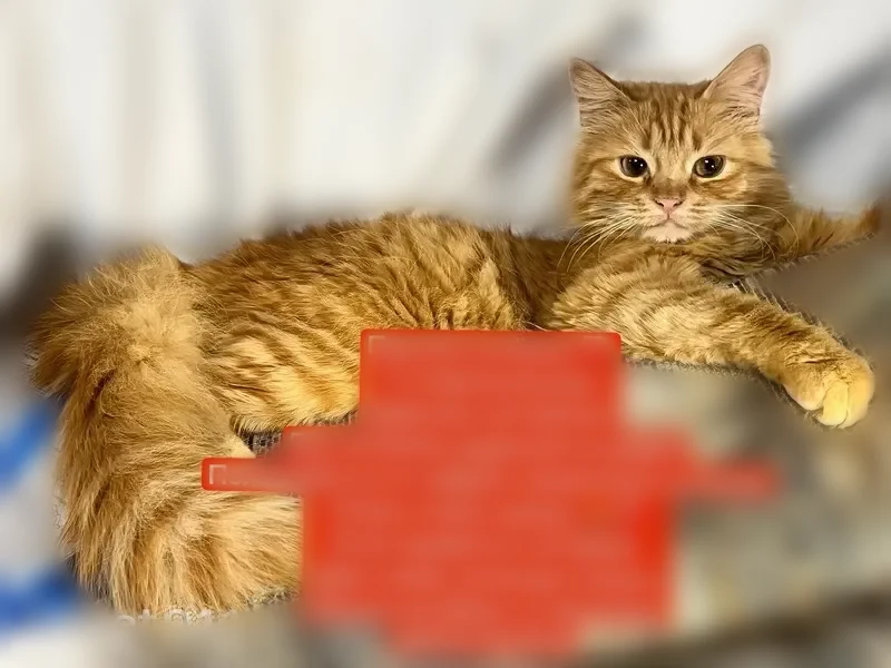 Пропала кошка, 7-я Новосельская улица, 29, Казань — котёнок-девочка 7 мес, сильно кашляет - photo