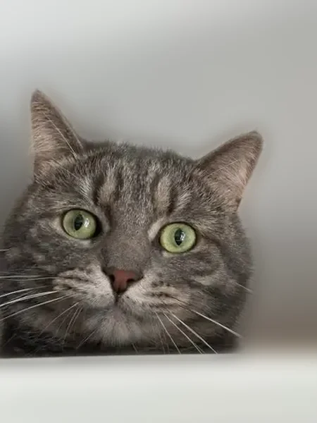 Пропала кошка, Пулковское шоссе, 15 к2, Санкт-Петербург — полосатая, зелёноглазая, пугливая - photo