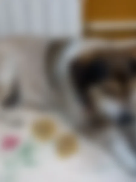 Пропала собака, Хабаровская улица, 3, Спасск-Дальний — светлая, с рыжим пятном на боку и на голове - photo