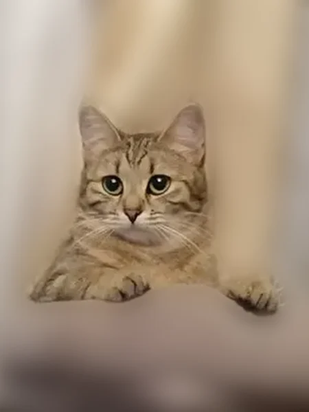 Пропала кошка, Железнодорожная улица, 7, Красногорск — небольшая, полосатая, с укороченным хвостом - photo