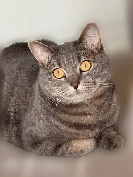 Пропала кошка, улица Садовники, 10, Москва — метис британской короткошерстной, серый окрас с тёмными розетками - photo