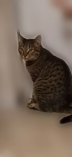 Пропала кошка, Орловская улица, Муром — котик кастрированный, очень ласковый - photo