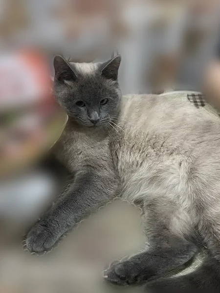 Пропала кошка, улица Добровольцев, 28, Советский — пухленькая, косоглазая, серо-белого окраса - photo