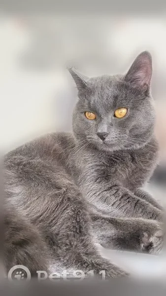 Пропала кошка, Учебный переулок, Луховицы - photo