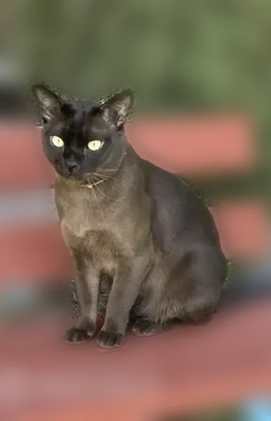 Пропала кошка, Рефтинский городской округ, Рефтинский — кот бурма, шоколадный окрас, с ошейником - photo