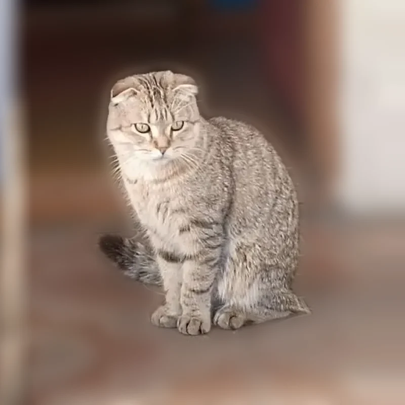 Пропала кошка, Бийская улица, Горно-Алтайск - photo