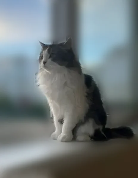 Пропала кошка, улица Станислава Карнацевича, 12, Тюмень - photo