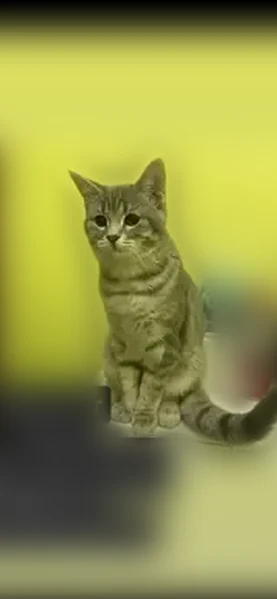 Пропала кошка, Транзитная улица, 2 к6, Пятигорск — молодой, зовут Фоня - photo