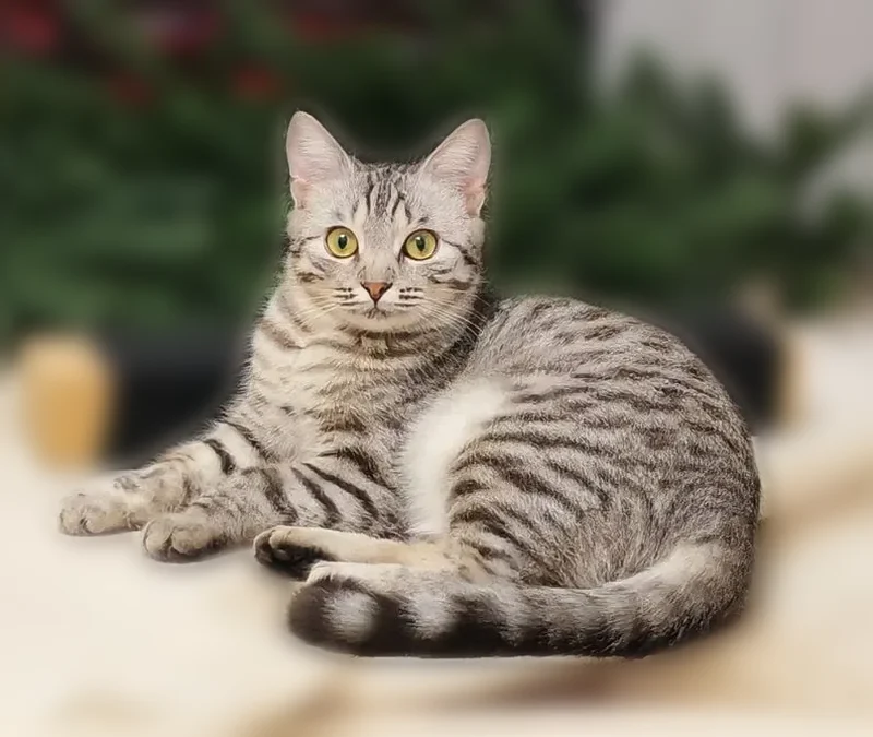 Пропала кошка, улица Гагарина, 5Б, Нижнекамск — тигровой окраски, маленькая, пугливая - photo