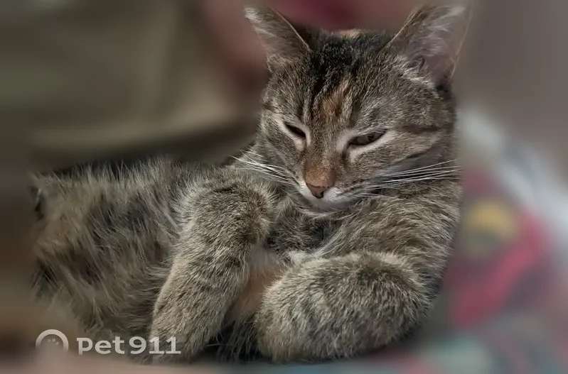 Пропала кошка, улица Шумилова, 16, Чебоксары — небольшая, практически без голоса - photo