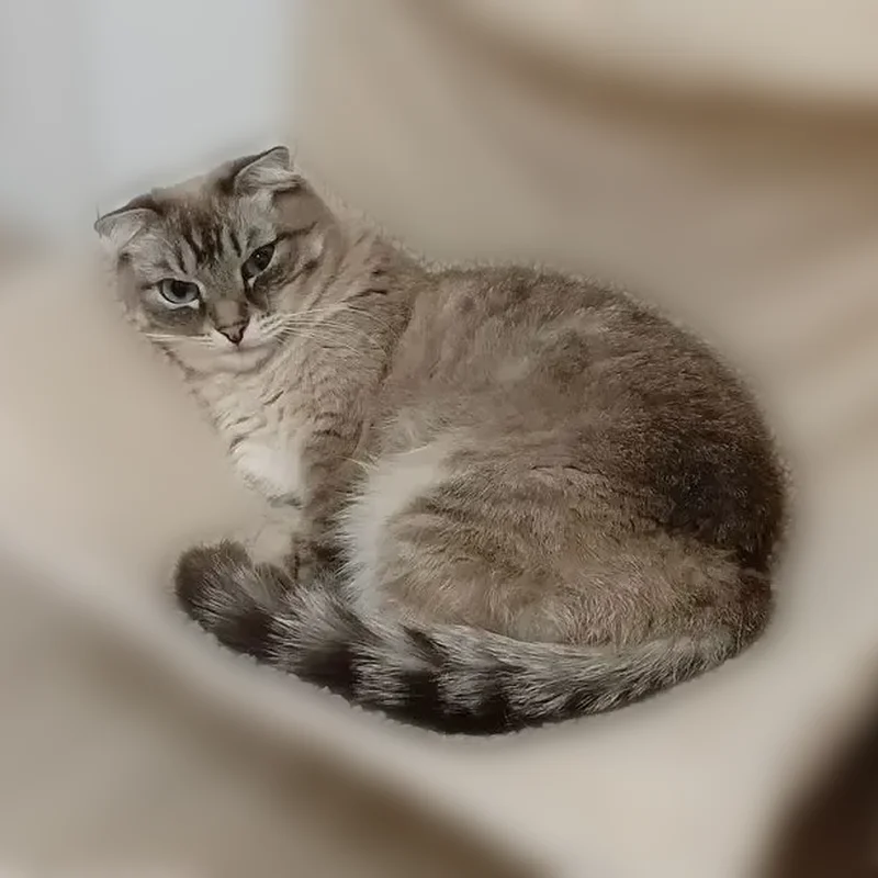 Пропала кошка, Зелёная улица, 2Г, Шиши — светло-серая, с голубыми глазами - photo
