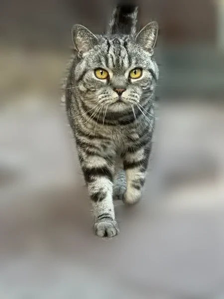 Пропала кошка, район Металлург, Холмогоровский лес, Ижевск — британец, 6 лет, серый ошейник - photo