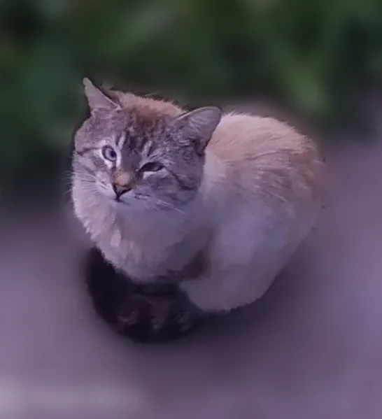 Найдена кошка, Чебоксары, Чувашия, Чебоксары — во дворе обитает кот - photo