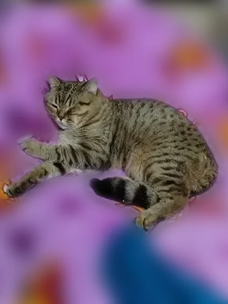 Пропала кошка, Бобруйская улица, 6, Волгоград — шотландский кот с выбритым пузиком - photo