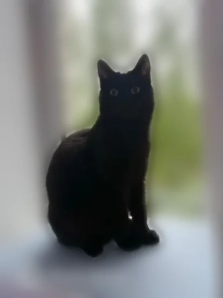 Пропала кошка, переулок Некрасова, 13А, Пестово — чёрный кот, 8 месяцев - photo