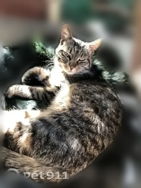 Пропала кошка, улица Братьев Игнатовых, Краснодар — кастрированная - photo