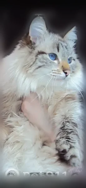 Пропала кошка, Кимовск, Тульская область — голубые глаза, пушистый - photo
