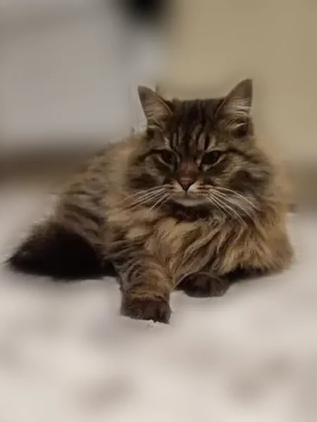 Пропала кошка, 2-я Шацкая улица, 4, Тамбов — крупная пушистая, очень громкая - photo