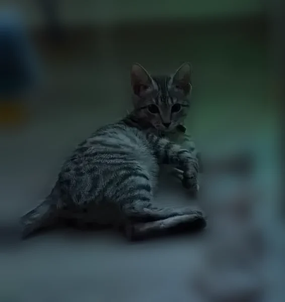 Пропала кошка, Канаш, Чувашия - photo