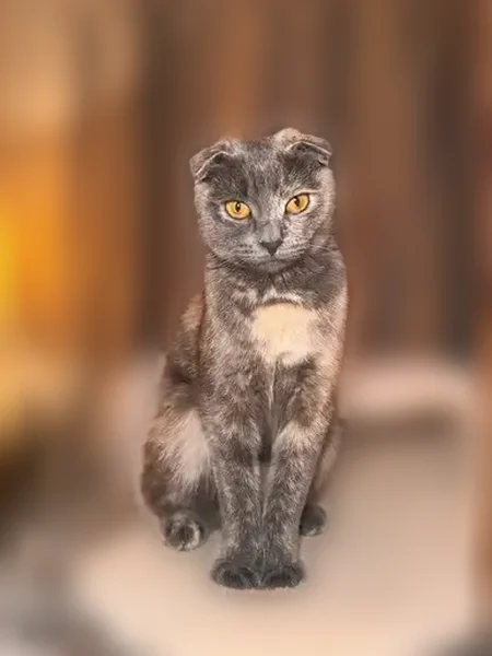 Пропала кошка, Солнечногорская улица, 15 к2, Москва — маленькая, серая, вислоухая - photo
