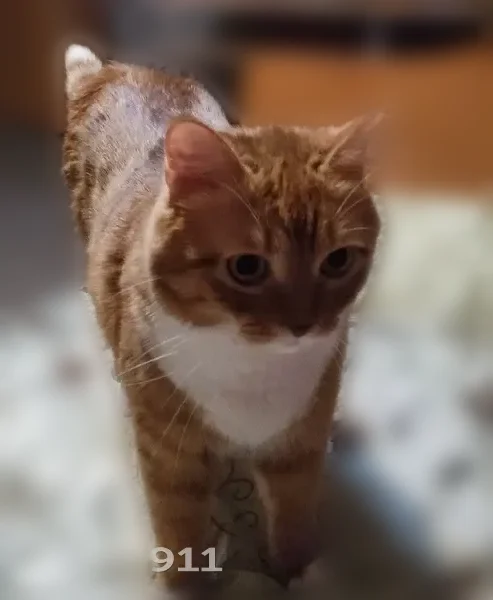 Пропала кошка, улица Касьянова, 1, Иркутск — рыжий кот, очень пугливый - photo