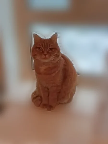 Пропала кошка, Большая Садовая улица, 17П, Саратов — рыжая - photo