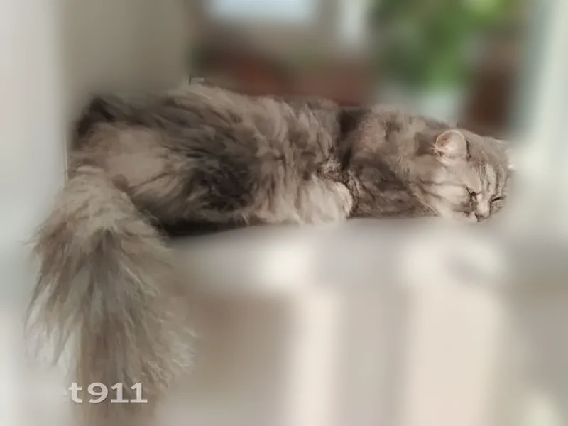 Пропала кошка, проспект Строителей, 14, Заринск — добрый, ручной, пугливый - photo