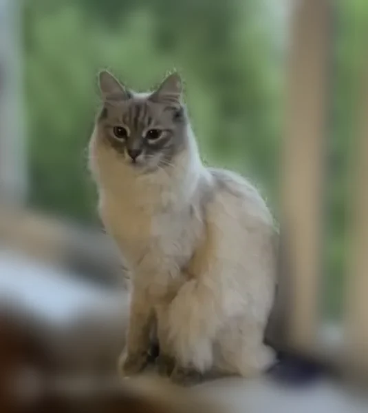 Пропала кошка, Новомосковская улица, 11, Тула — светло-бежевый окрас, пушистый хвост, пугливая - photo