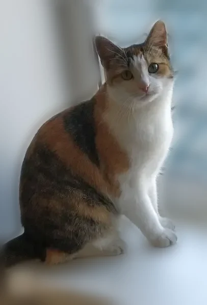 Пропала кошка, улица Грибоедова, 4, Кулебаки — трехцветная, лапки, животик и грудка беленькие - photo