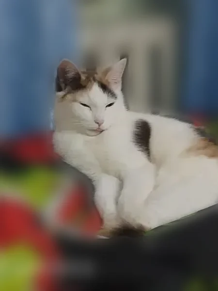 Пропала кошка, улица Чайковского, 2, Усть-Илимск — почти год, может быть с травмой лапки - photo