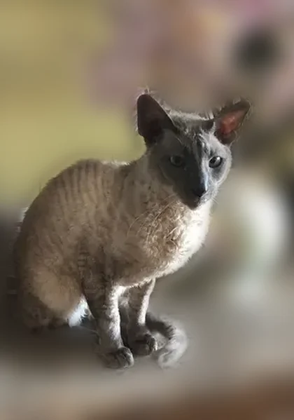 Пропала кошка, улица Достоевского, 8, Таруса — палевый окрас, нет одного клыка - photo