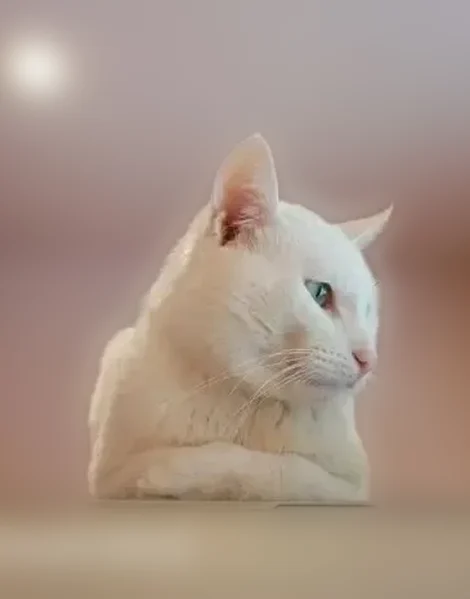 Пропала кошка, улица Кутузова, 7, Коломна — белая кошка Виктор, 9 лет - photo