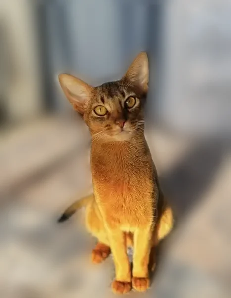 Пропала кошка, Кощаково, Татарстан — Абиссин, 2 года - photo
