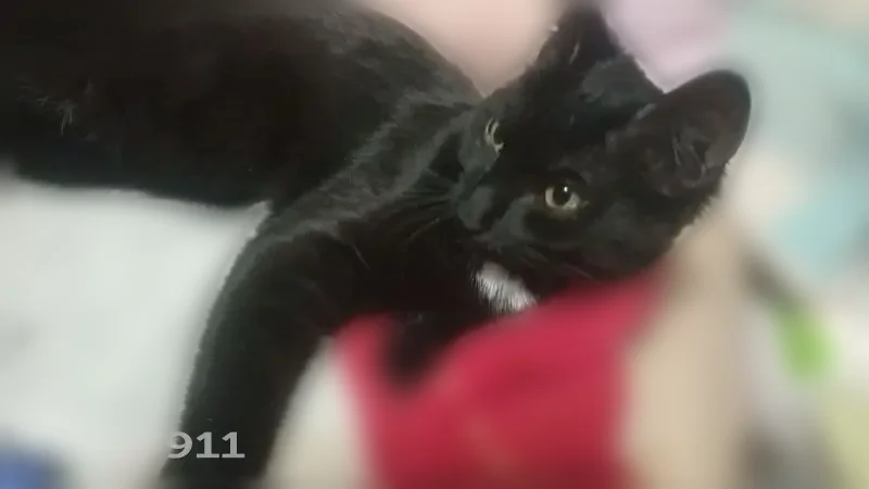 Пропала кошка, улица Исаковского, 18, Москва — полностью чёрная, молодая, с жёлтыми глазами - photo