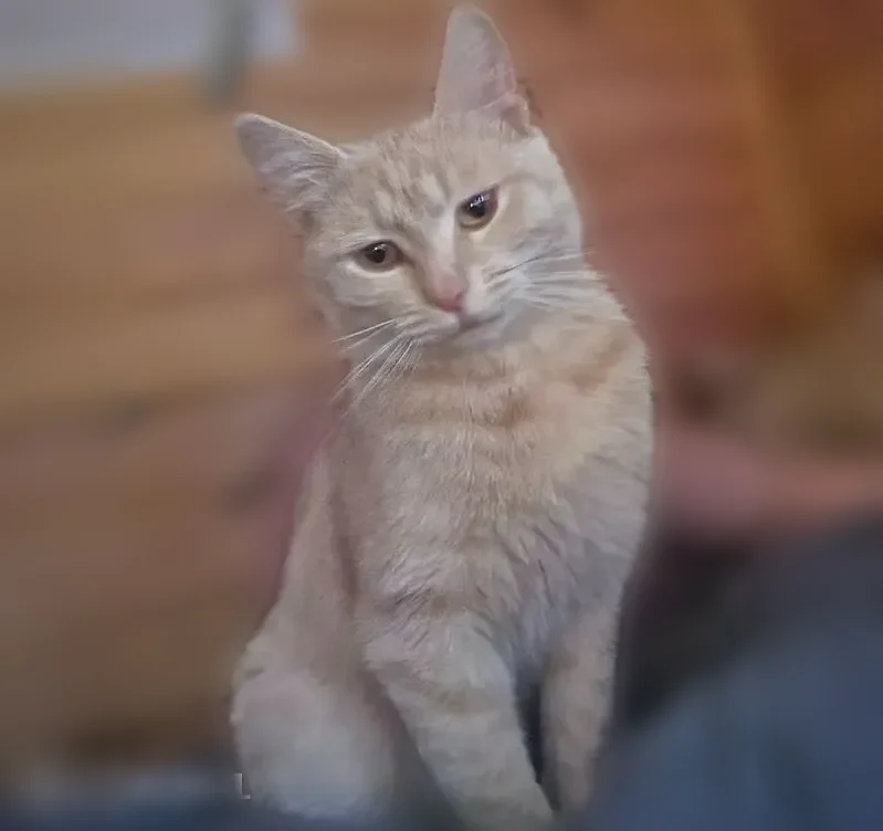 Пропала кошка, 29К-007, Заречье, Заречье — рыжая, 10 месяцев - photo