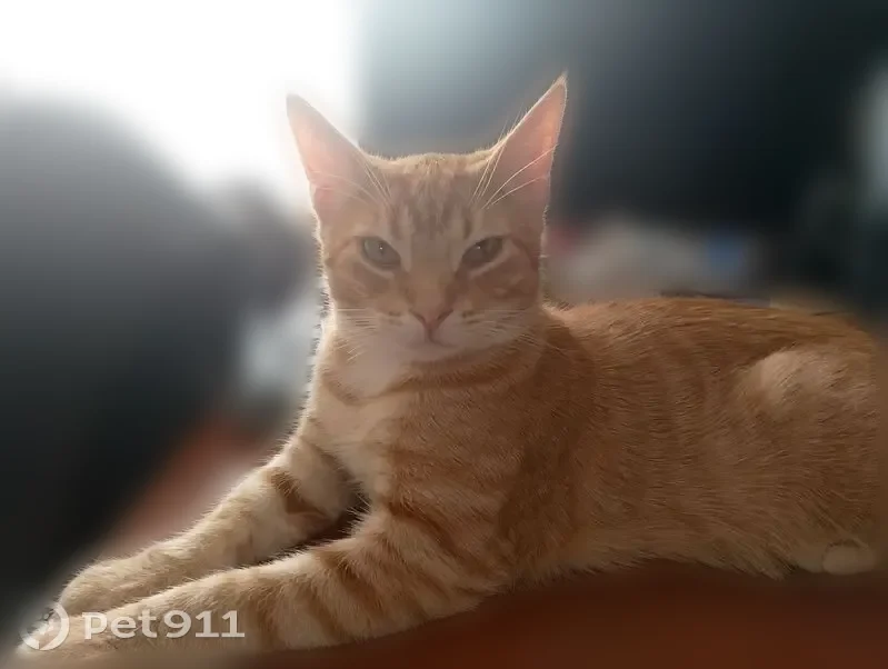 Пропала кошка, улица Тазаева, Колпино — рыжий котёнок, может прятаться - photo