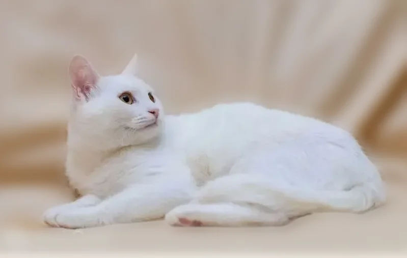 Пропала кошка, улица Чайковского, 79А, Клин — белая, пугливая - photo